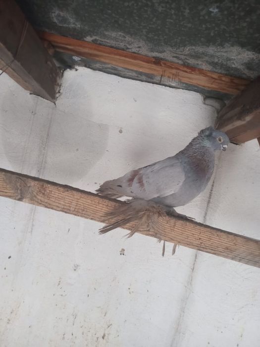 Продам пару, чубатых