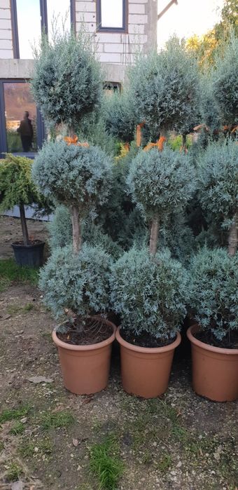 Pon pon spirală de mai multe specii