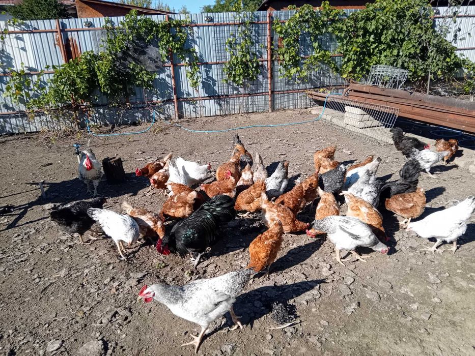 Cocoș Monaco matur 1,5 ani