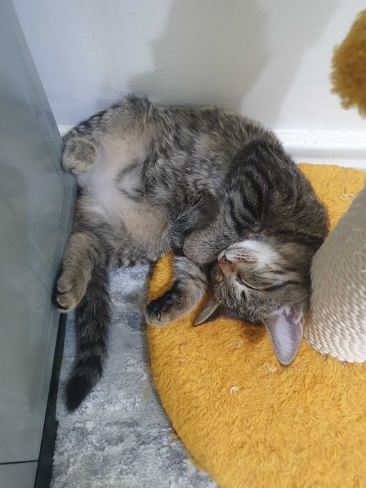 Пристраивается котёнок в добрые руки