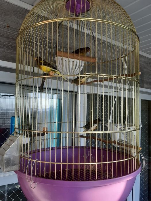 Кенары певчие! - самцы