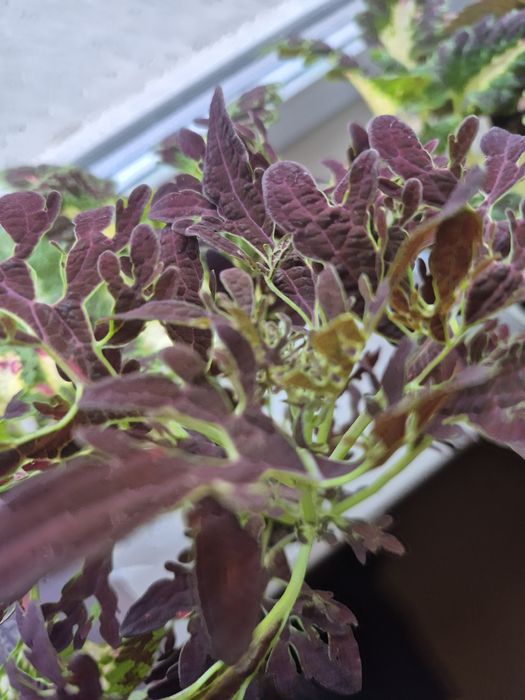 Цветы комнатные и садовые