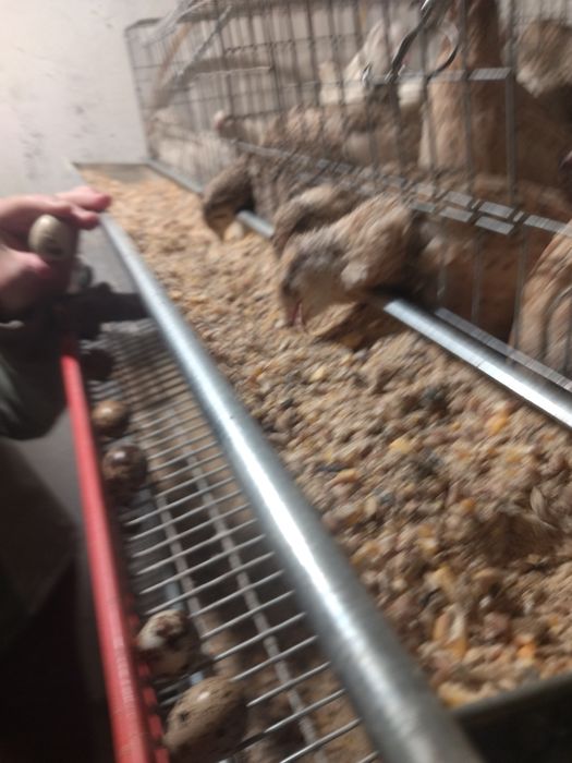 Vând ouă de prepeliță