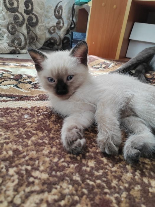Милые котята отдам даррм