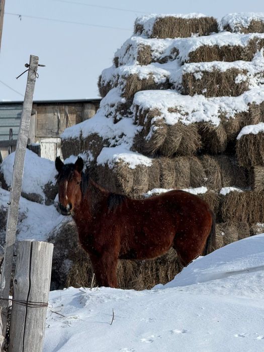 продам тай срочно