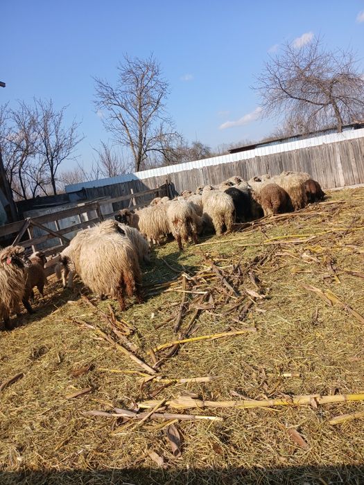 Vând 24 de oii adulte si un berbec si 21 de miei