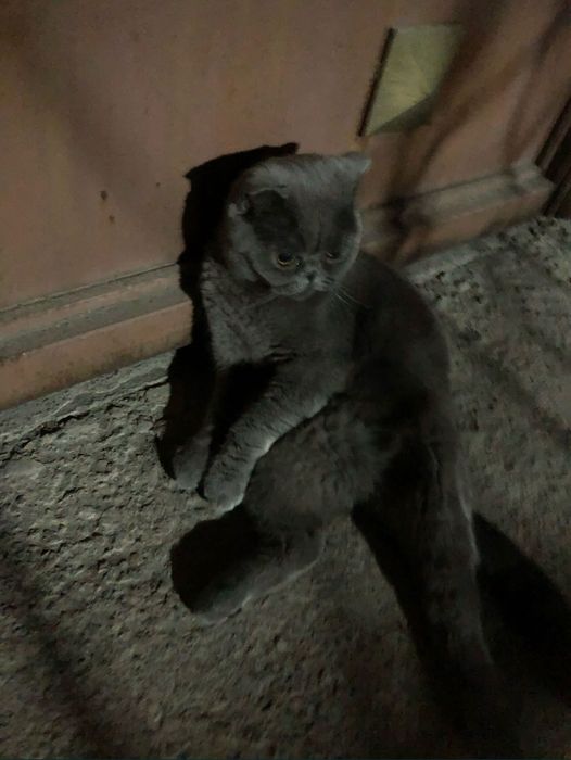 Одам кошек домашних