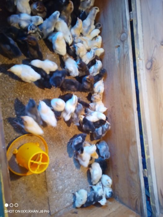 Циплята домашние