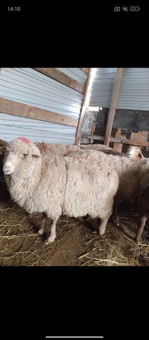 Продаются бараны жирные 24/7