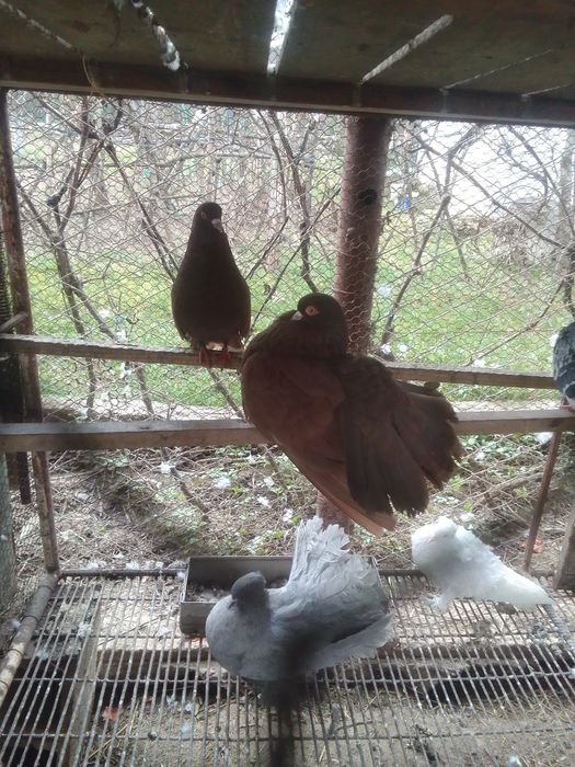 Porumbei creți francezi