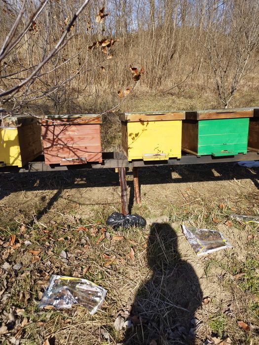 Vând cutii 18 rame fără albină lichidare stupina