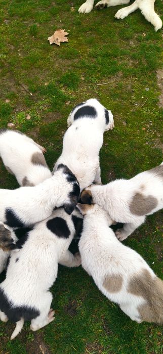 Алабай боллари сотилади 50 кунлик, Продаётся Алабайчики