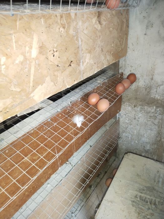 Продам кур Ломан браун