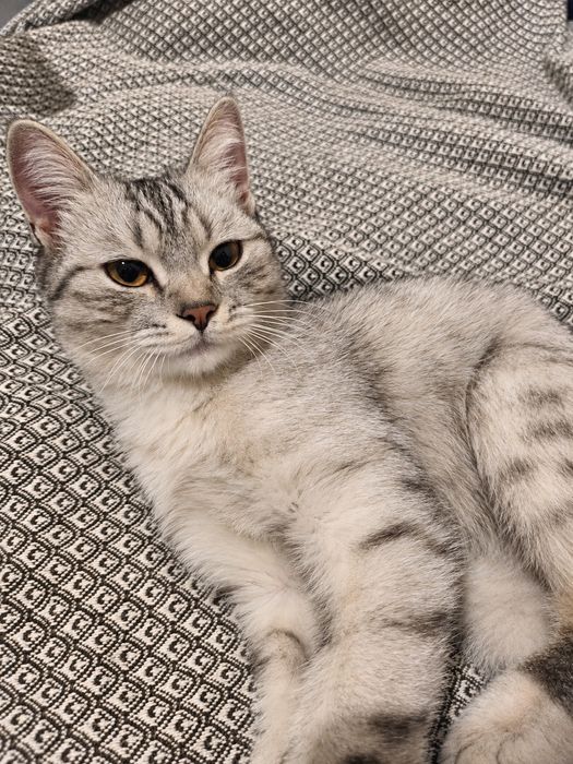 Ласковая девочка кошечка ищет любящую семью!