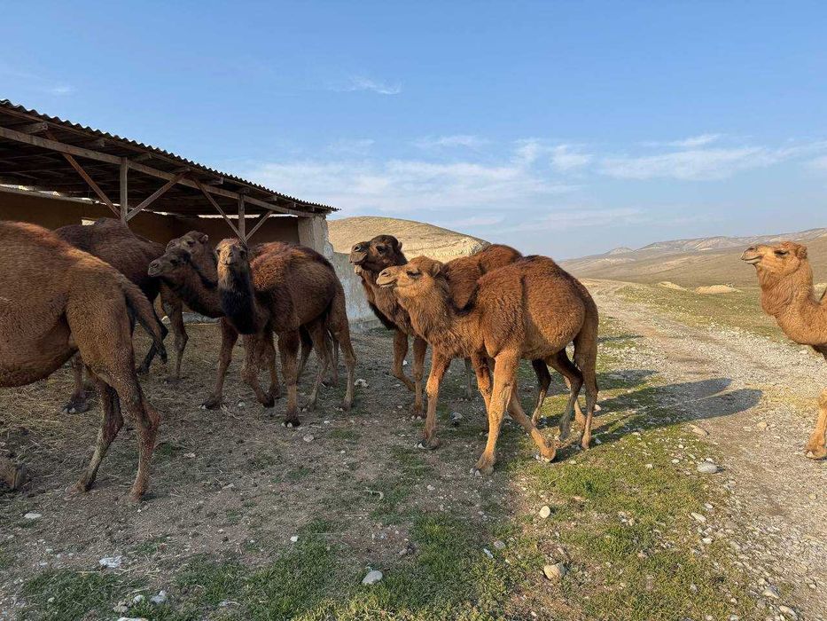 Туя сотилади 5 дона эркак