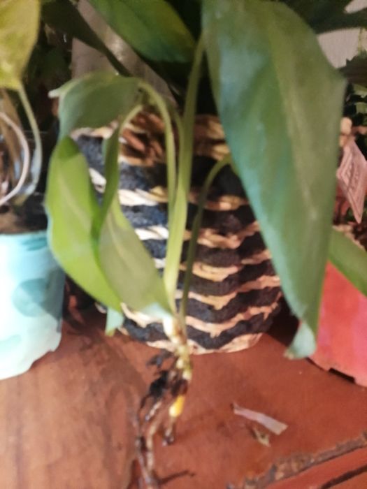 Цветок Монстера !