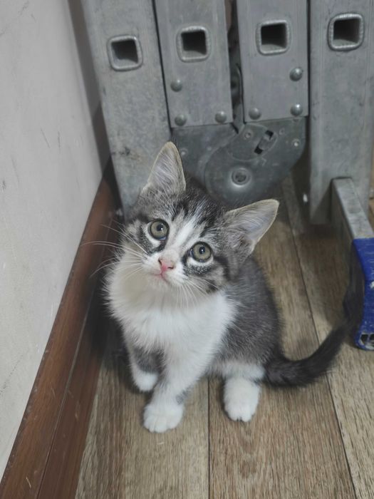 Котята в добрые руки!