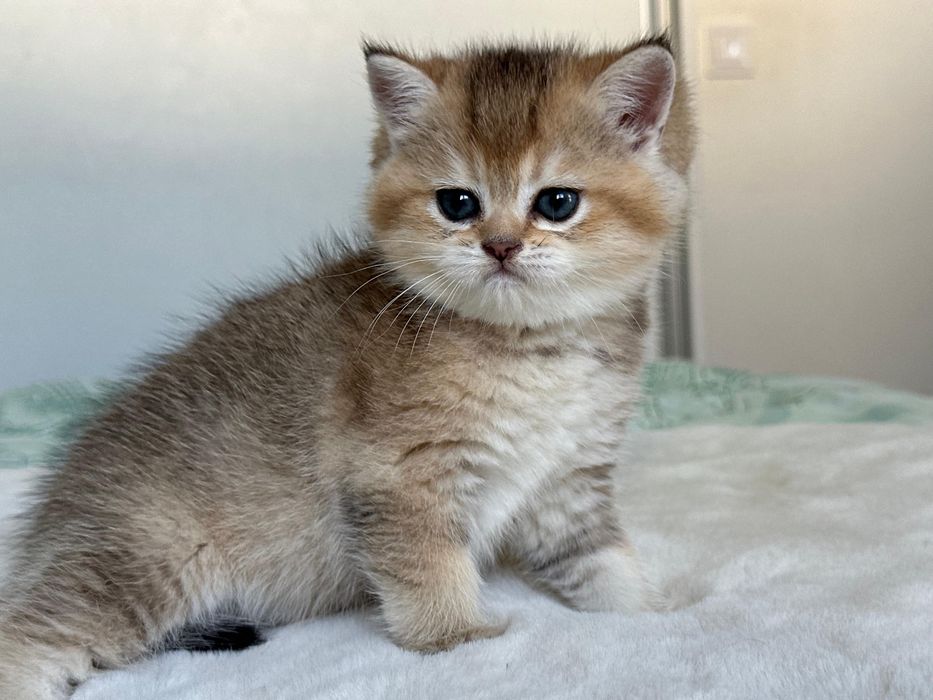 British golden ticked tabby