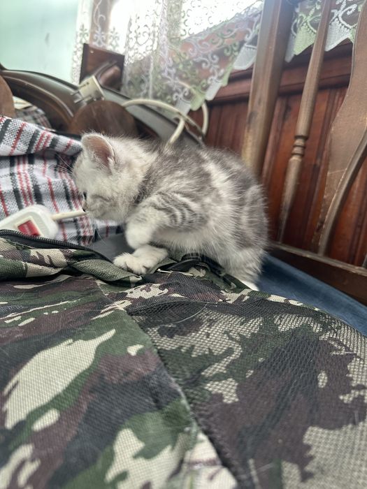 Котята Шотландской породы.