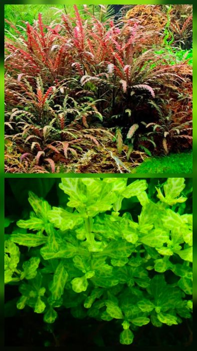 Plante Naturale Acvariu usor de crescut