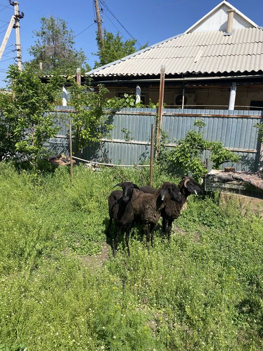 Семіз тұсақ қойлар