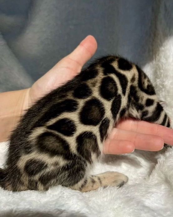 Бенгальскийкошки