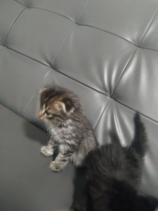 Отдадим котят в добрые руки