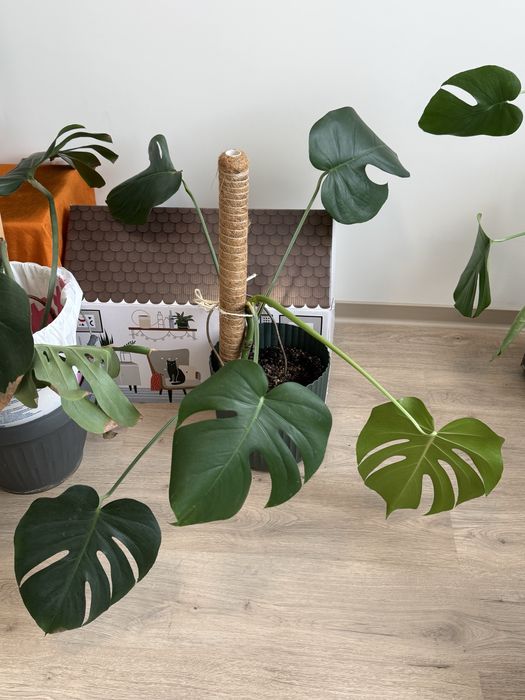Монстера Делициоса Monstera Deliciosa