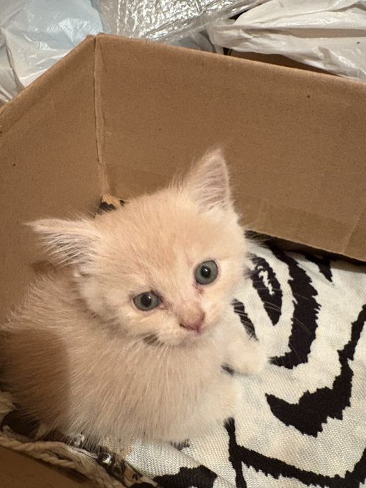 Котенок светло рыжий