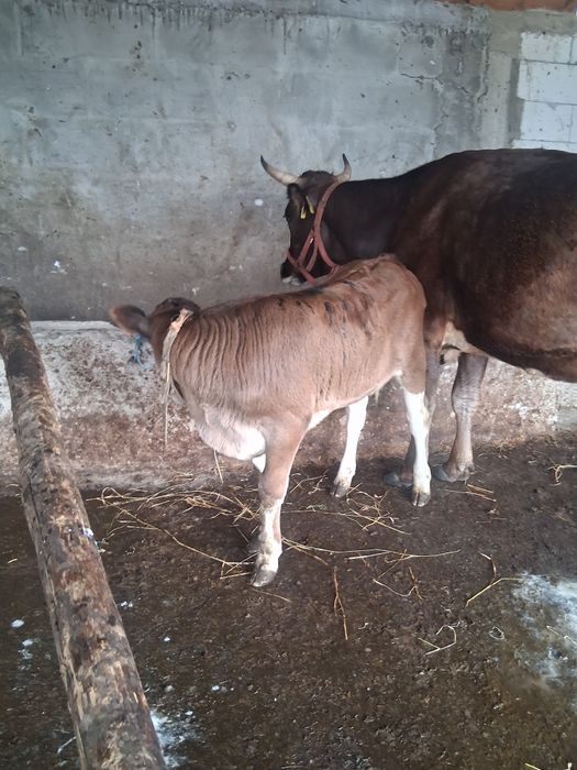 Vand vaca cu vitel