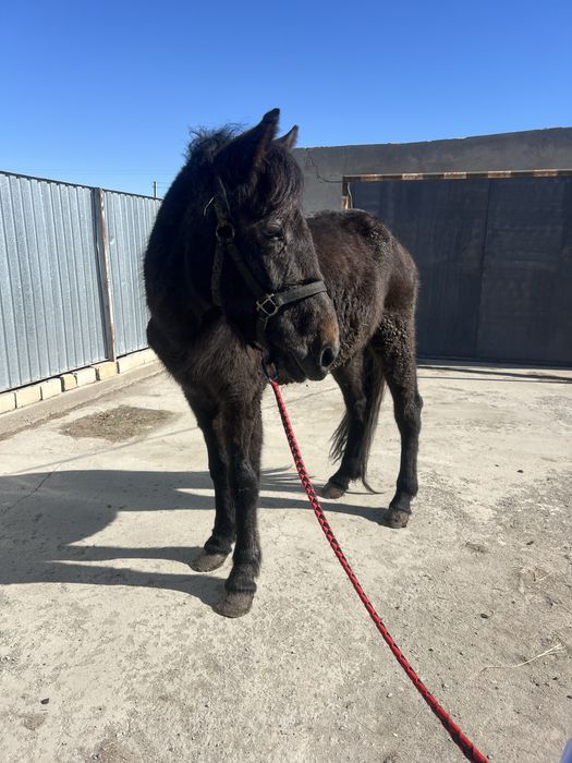 Дөнен міңгі жуас