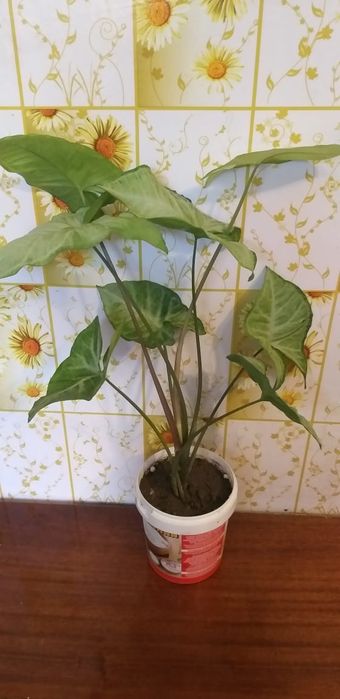 Комнатные цветы монстера