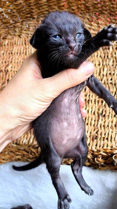 КОТЯТА! ЧУДЕСНЫЕ Ориенталы ! !