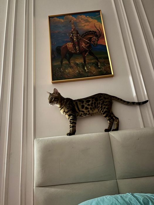 Продам бенгала , котенок 7 месяцев