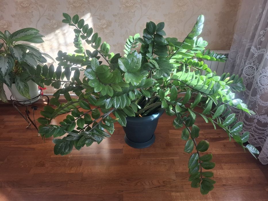 Продам комнатные растения