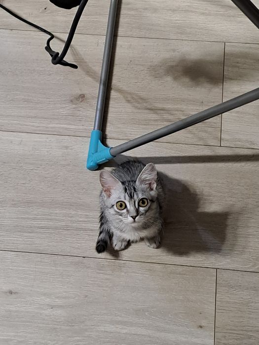 Девочка в ответственные руки