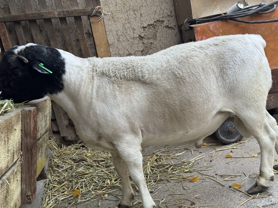 Дорпер баран КАЯ 2 года