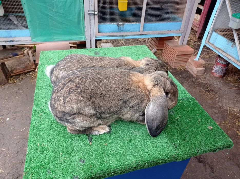 Femele berbec german gri agouti!