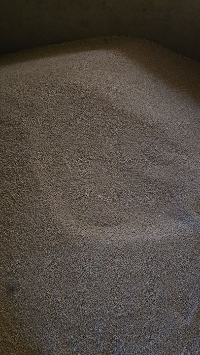 Grâu, triticale, orz și ovăz