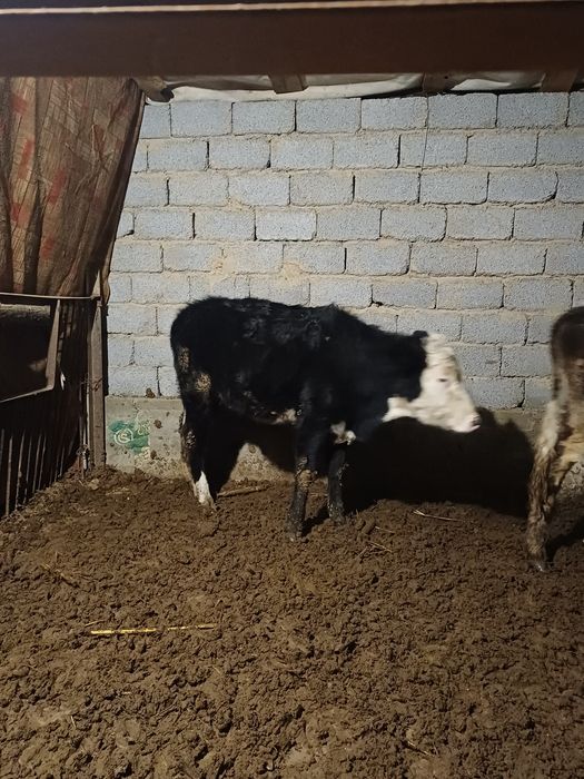 Денсаулыгы жаксы