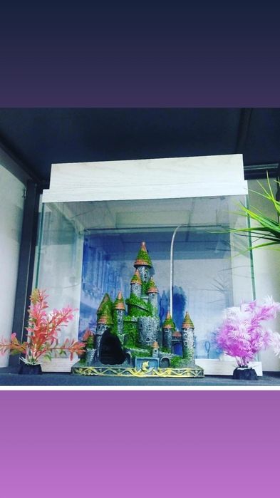 Рыбка петушок ,р-н Орбита