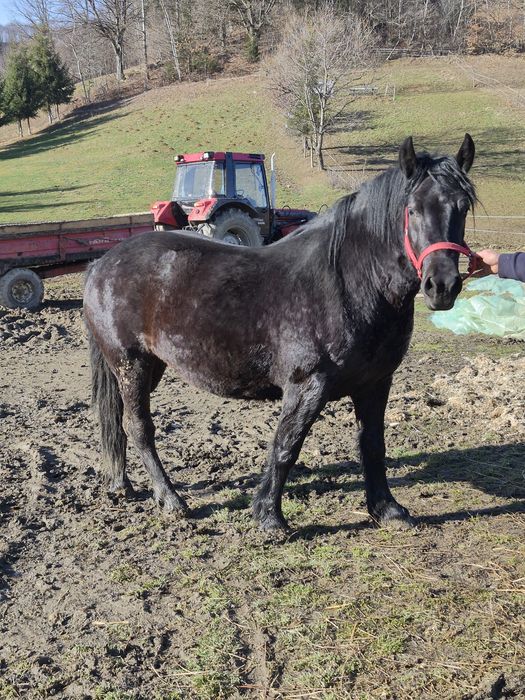 Iapa de vânzare în vârstă de aproape 3 ani