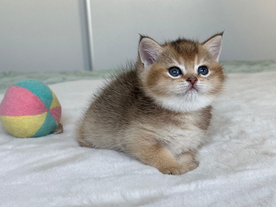 British golden ticked tabby