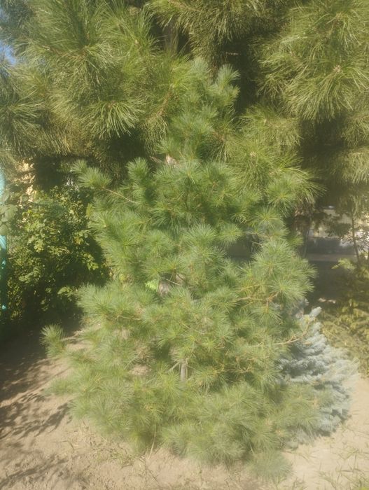 Бонсай и разные растения