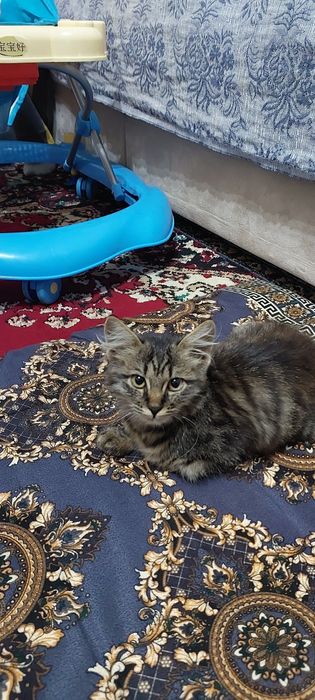 Poltava viloyatida guruh jinsiy aloqa