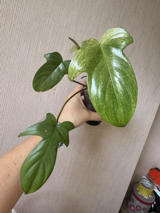 Филодендроны разных сортов от 1500