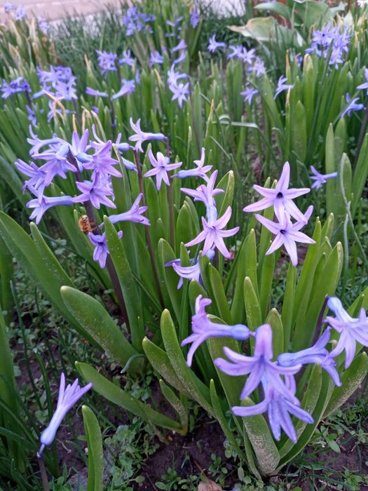 Цветы весенние садовые - геацинты и нарциссы.