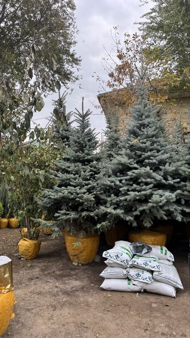 Живые деревья - ель,туя ,сосна