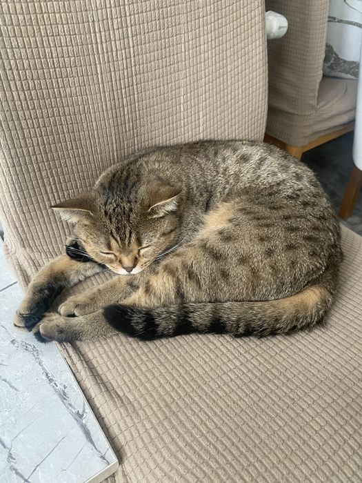 кошка на вязку(ищем жениха)