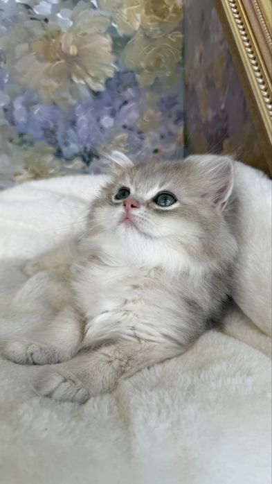 British longhair Fetita - Pedigree